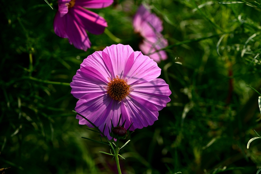 夏日晨露花卉