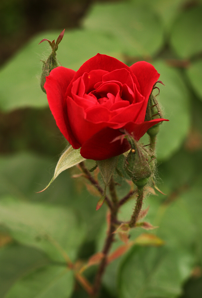 红色月季花