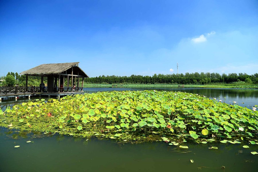 溱湖湿地