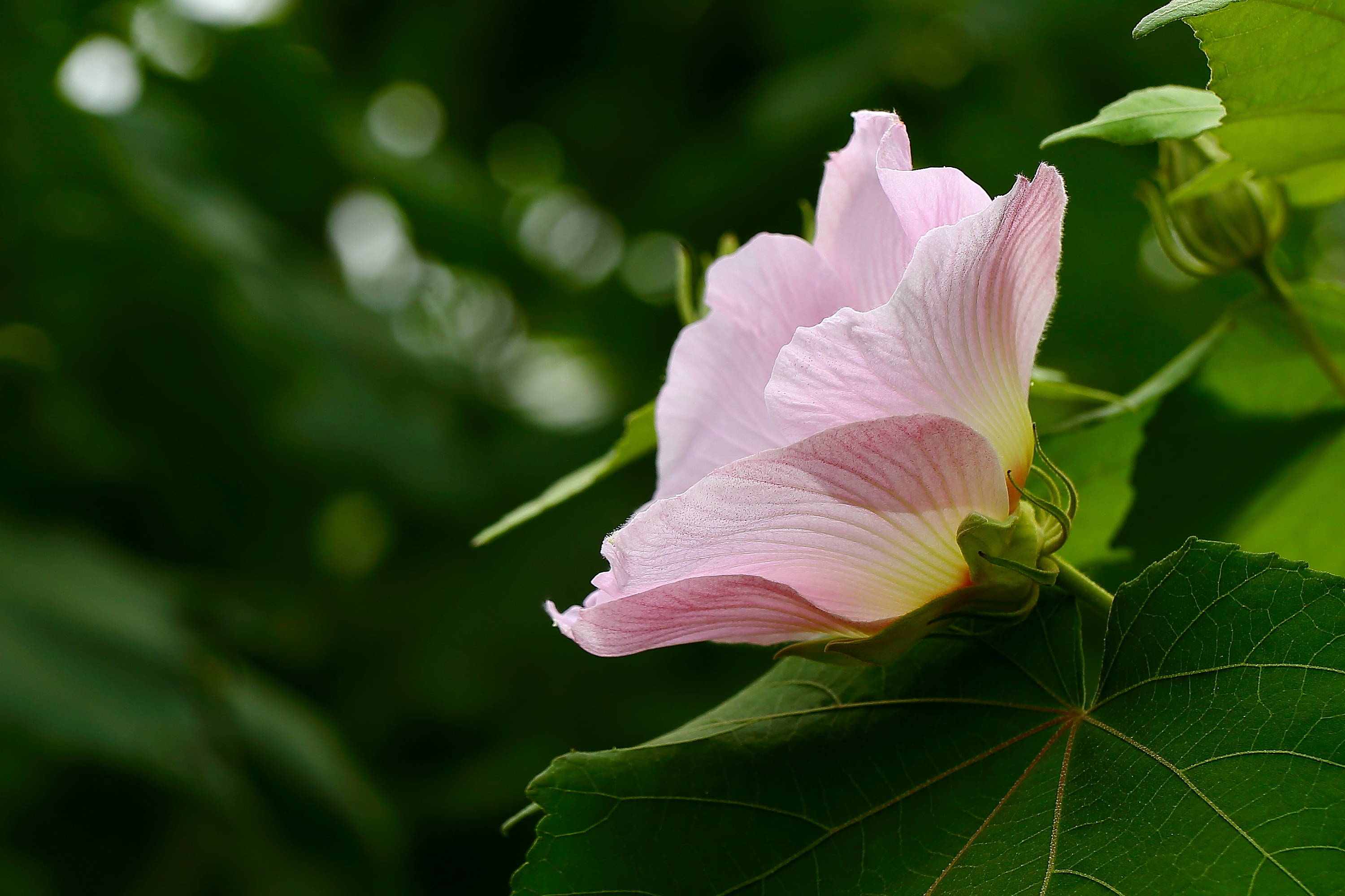 芙蓉花(下)