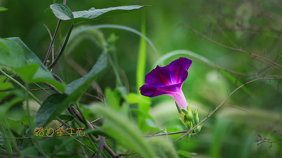 路边牵牛花