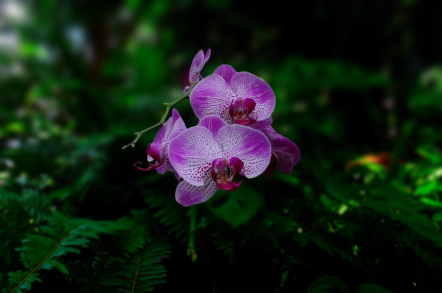 花儿美