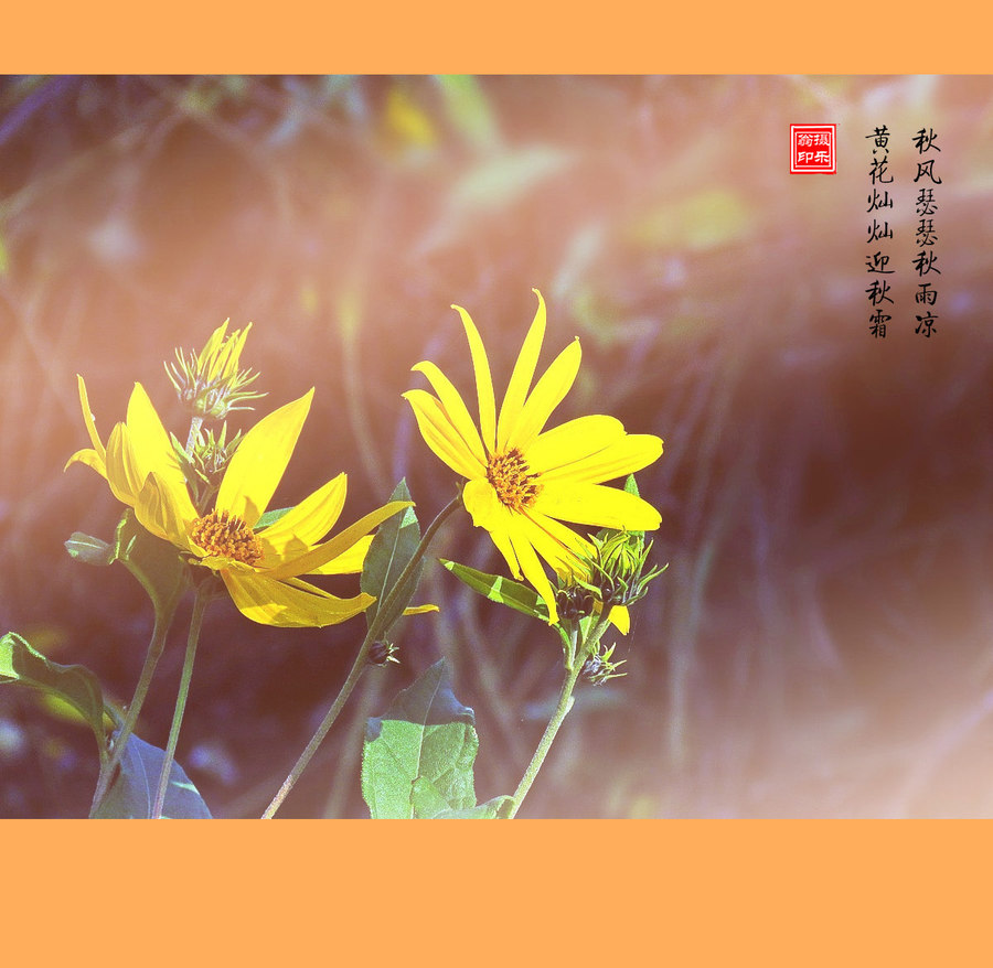 叶秋,秋草,秋花,秋的美