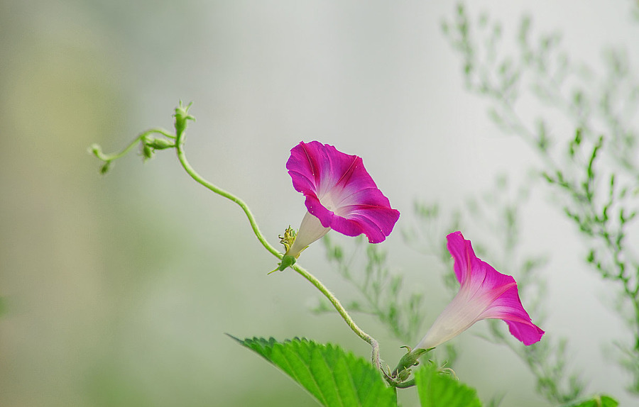 秋花三种