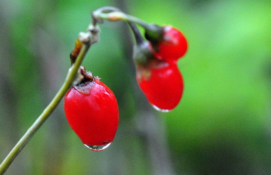 红豆沐雨