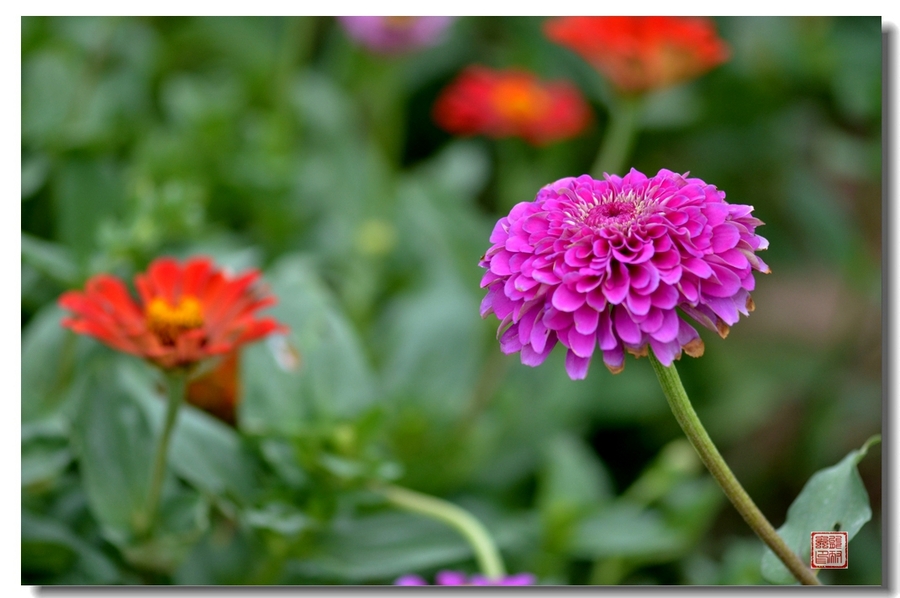 公园里花花草草(一一八)