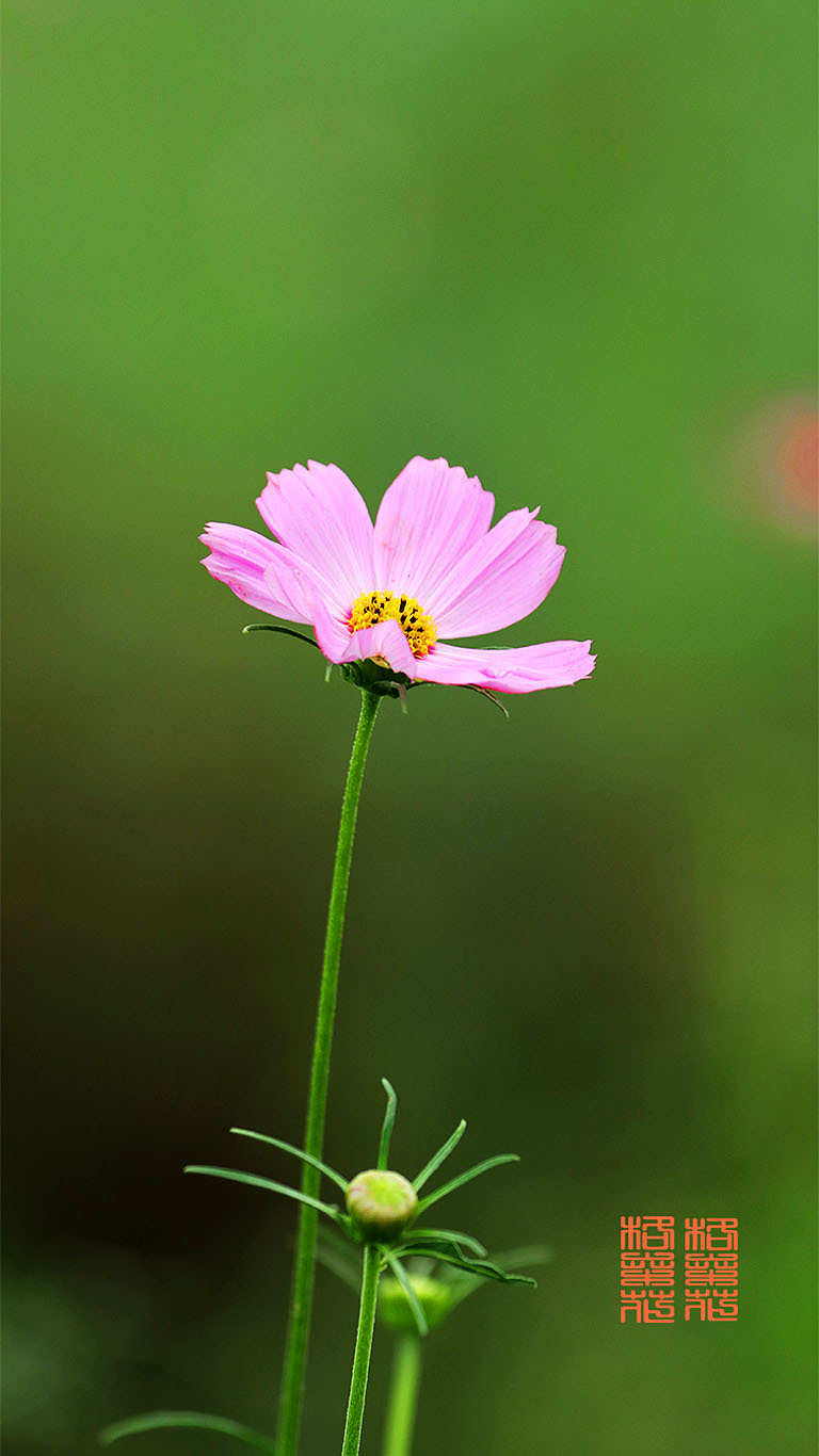 湿地格桑花-3