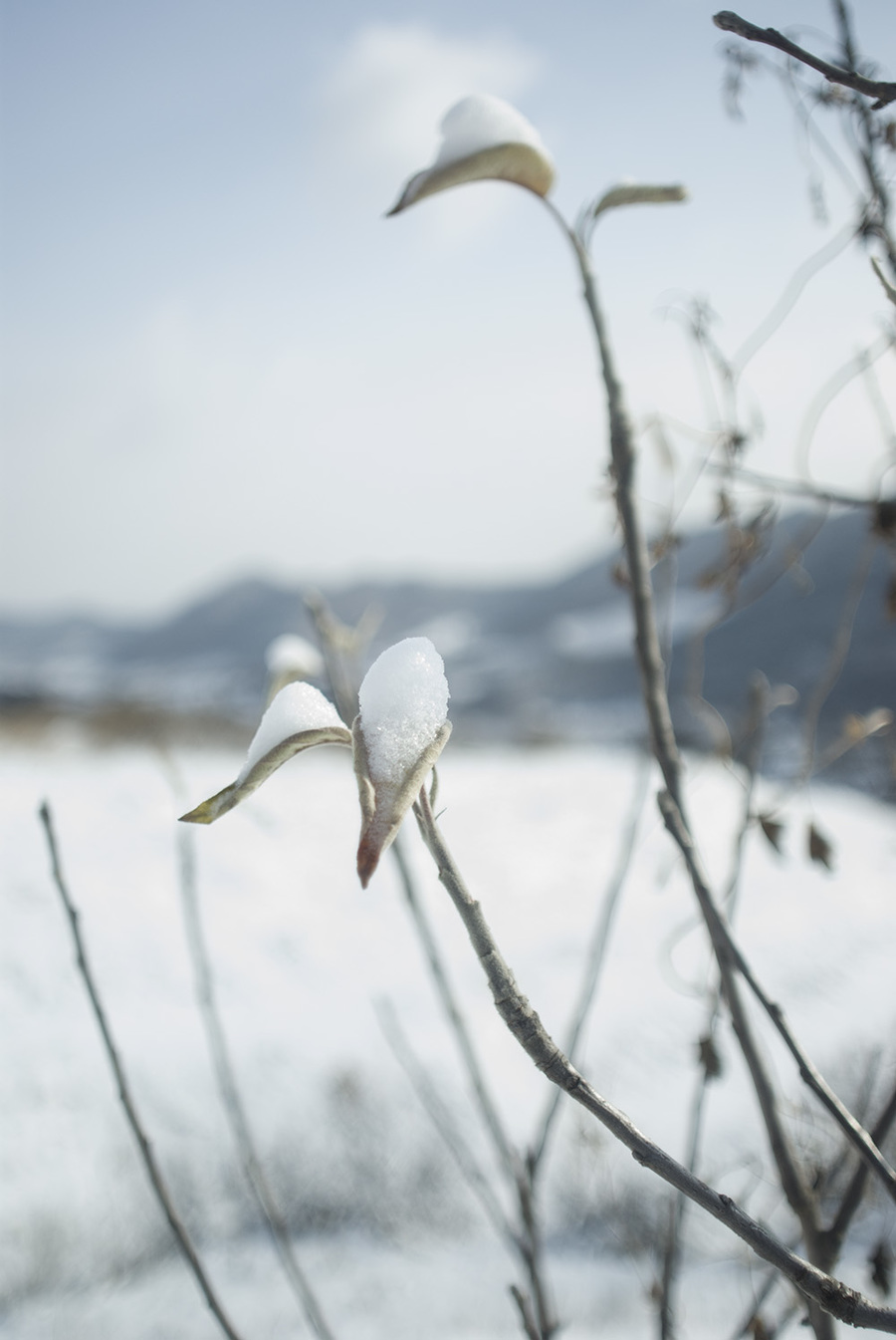 山村初雪