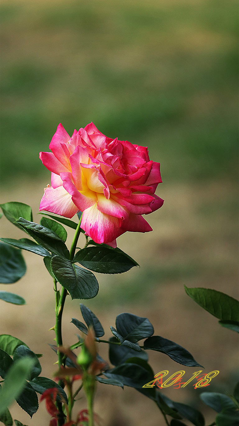 春天花卉2018月季花