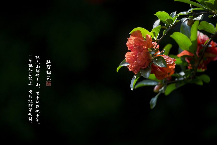 八月榴花照眼明 (共p)