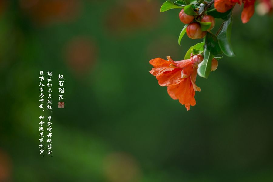八月榴花照眼明 (共p)