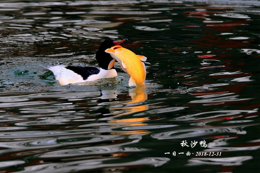 鸟——京城再拍【秋沙鸭】(年年有鱼)