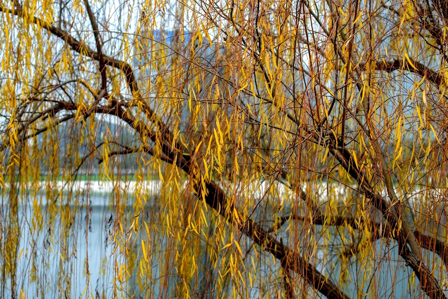 冬季的柳树。