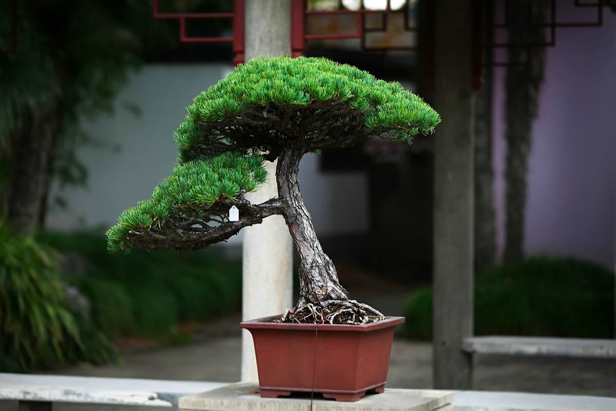 【海派盆景1摄影图片】风光摄影_太平洋电脑网摄影部落