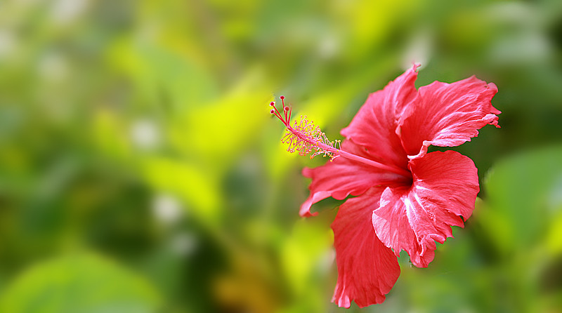 扶桑花开红似火