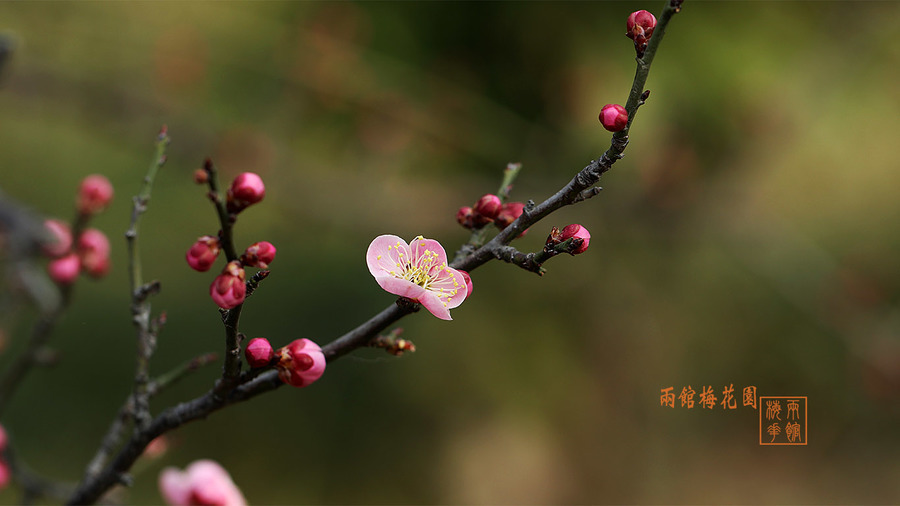 春天花卉【2018】梅花-7