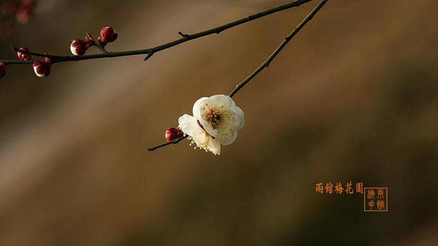 春天花卉【2018】梅花-7