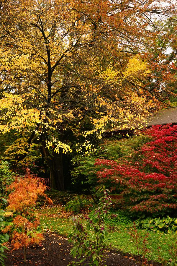 温哥华 斯坦利公园的秋天【上】