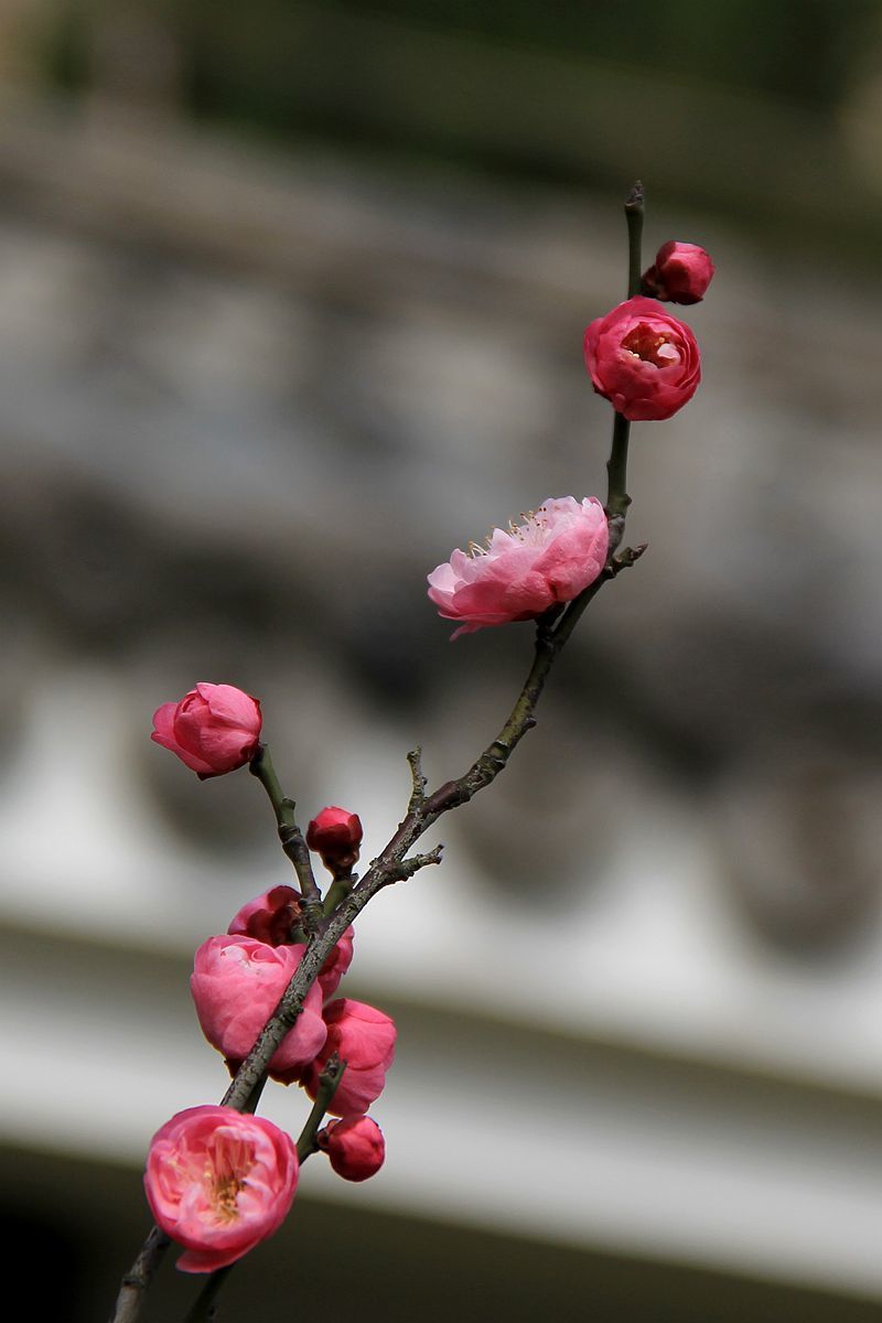 梅花