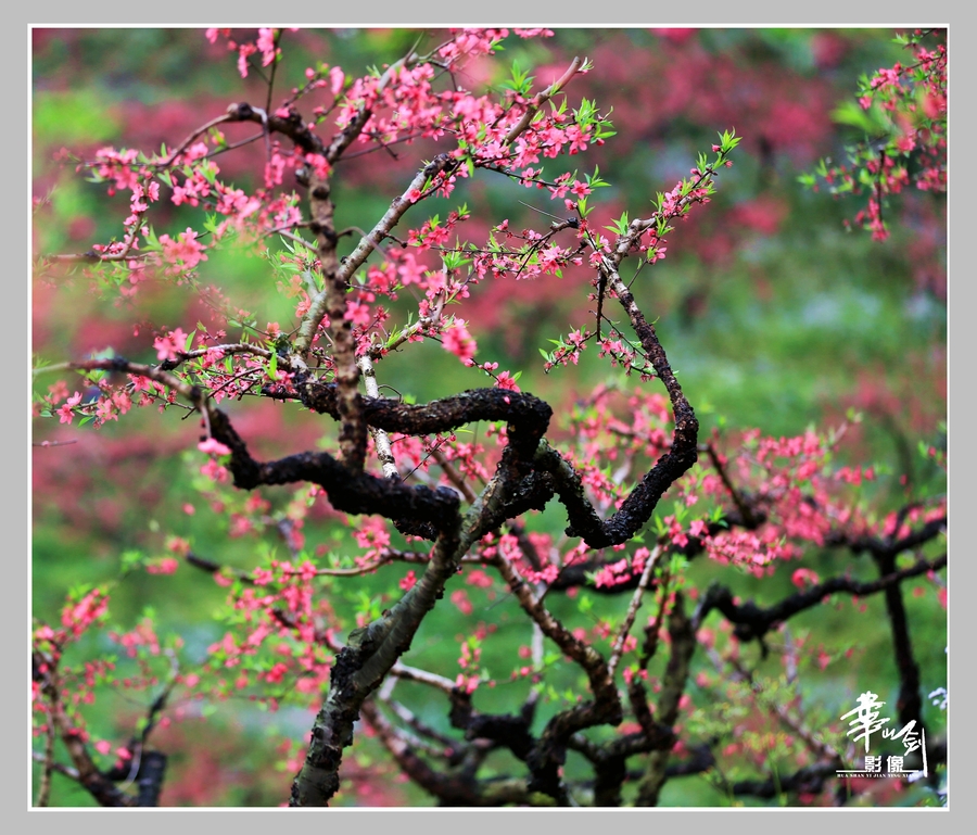 春来福至(从化吕田鹰嘴桃花园)