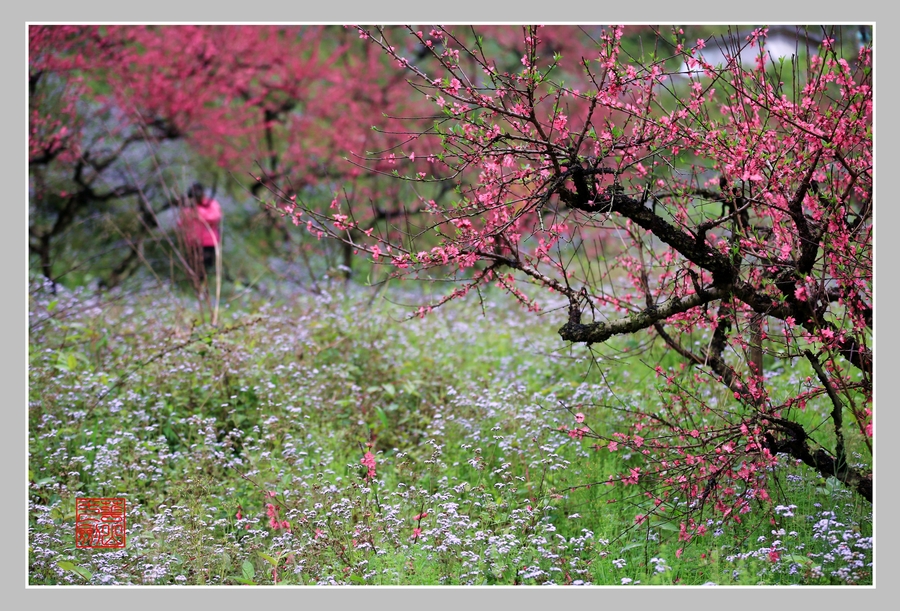 春来福至(从化吕田鹰嘴桃花园)