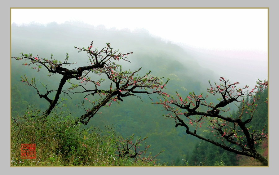 春来福至(从化吕田鹰嘴桃花园)