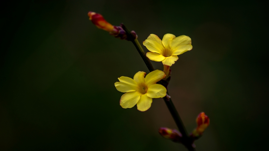 迎春花