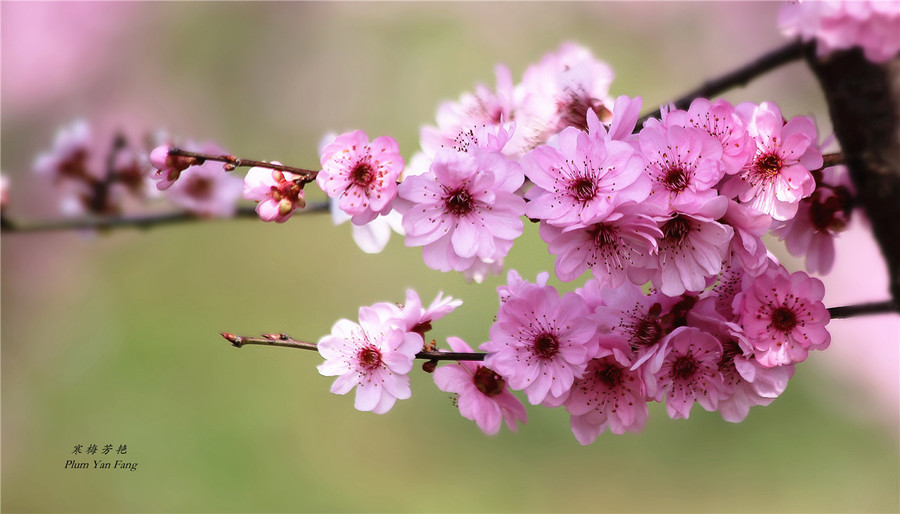 寒梅芬芳