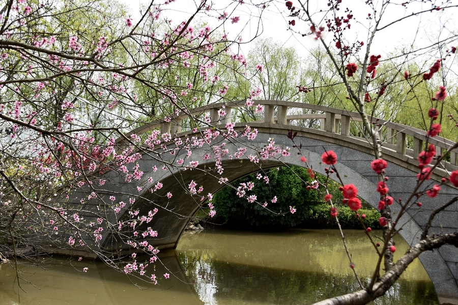 桃花印小桥