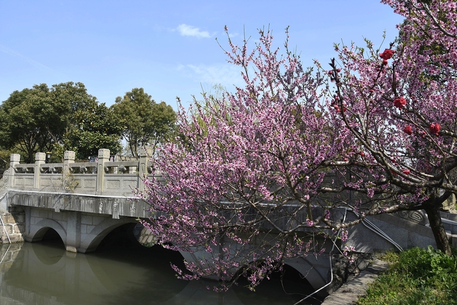 桃花印小桥