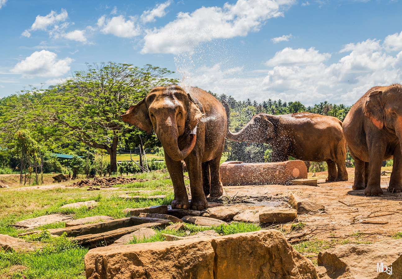 斯里兰卡大象孤儿院高清图片下载-正版图片500698317-摄图网