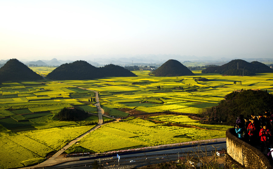 云南金鸡岭油菜花田