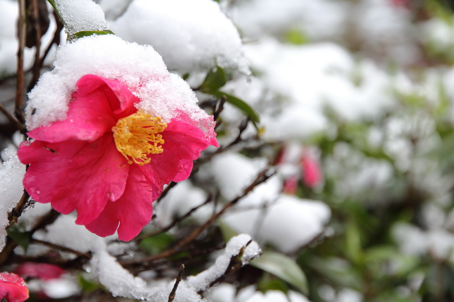 雪红花