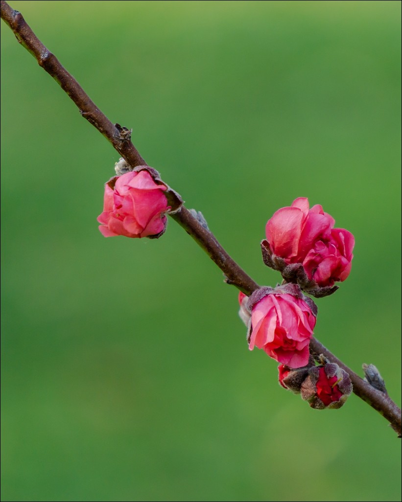 桃李花开