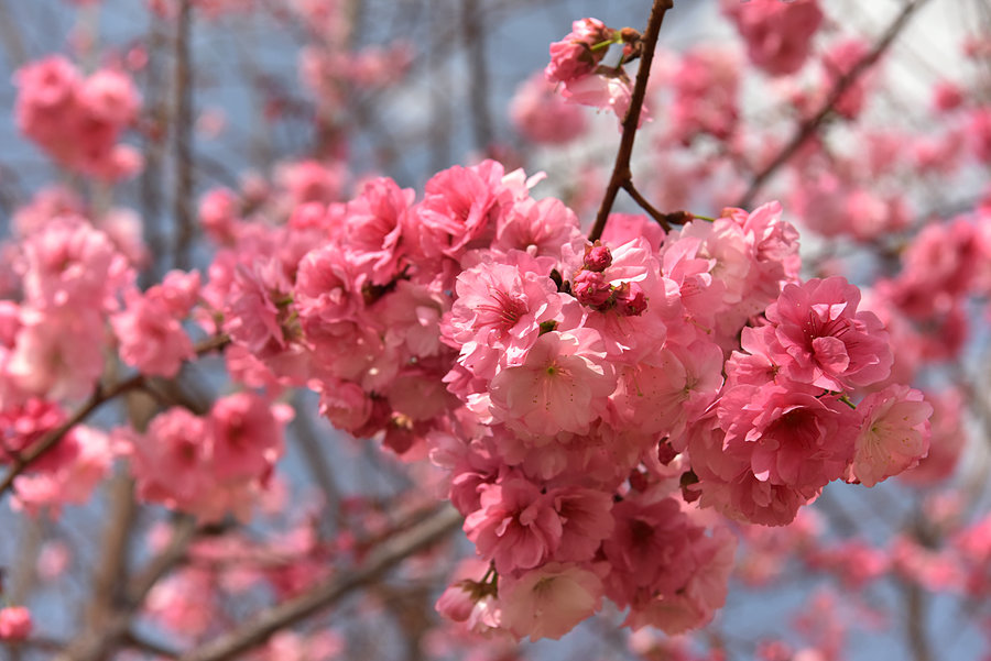 【盛开的樱花摄影图片】生态摄影_太平洋电脑网摄影