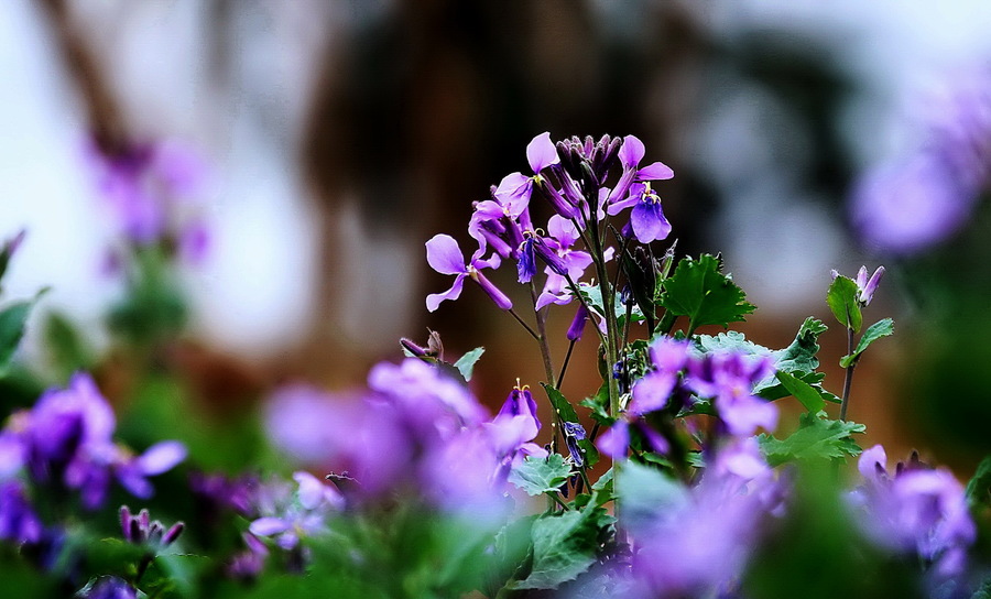 二月蓝花