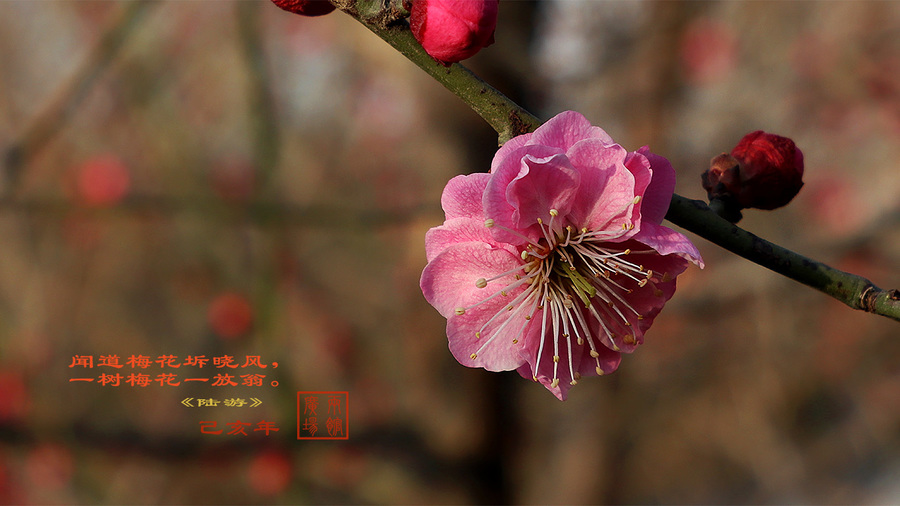 两馆广场梅花开了-5