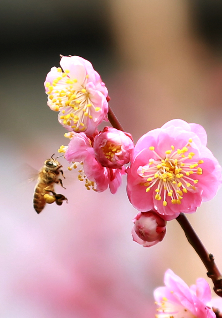 梅花与小蜜蜂