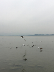偶遇深圳湾公园，随手拍了几张海鸥照片