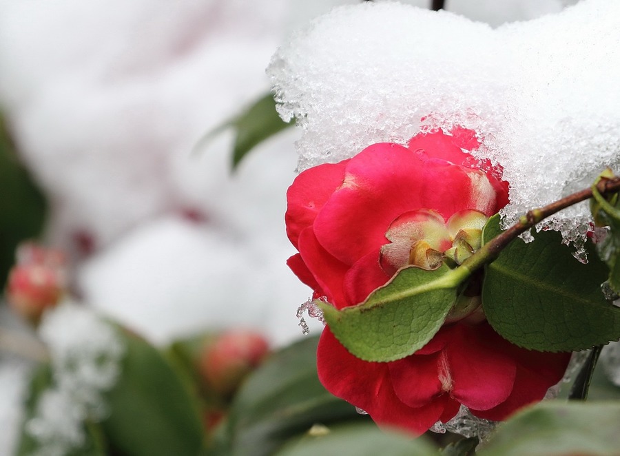 雪茶花