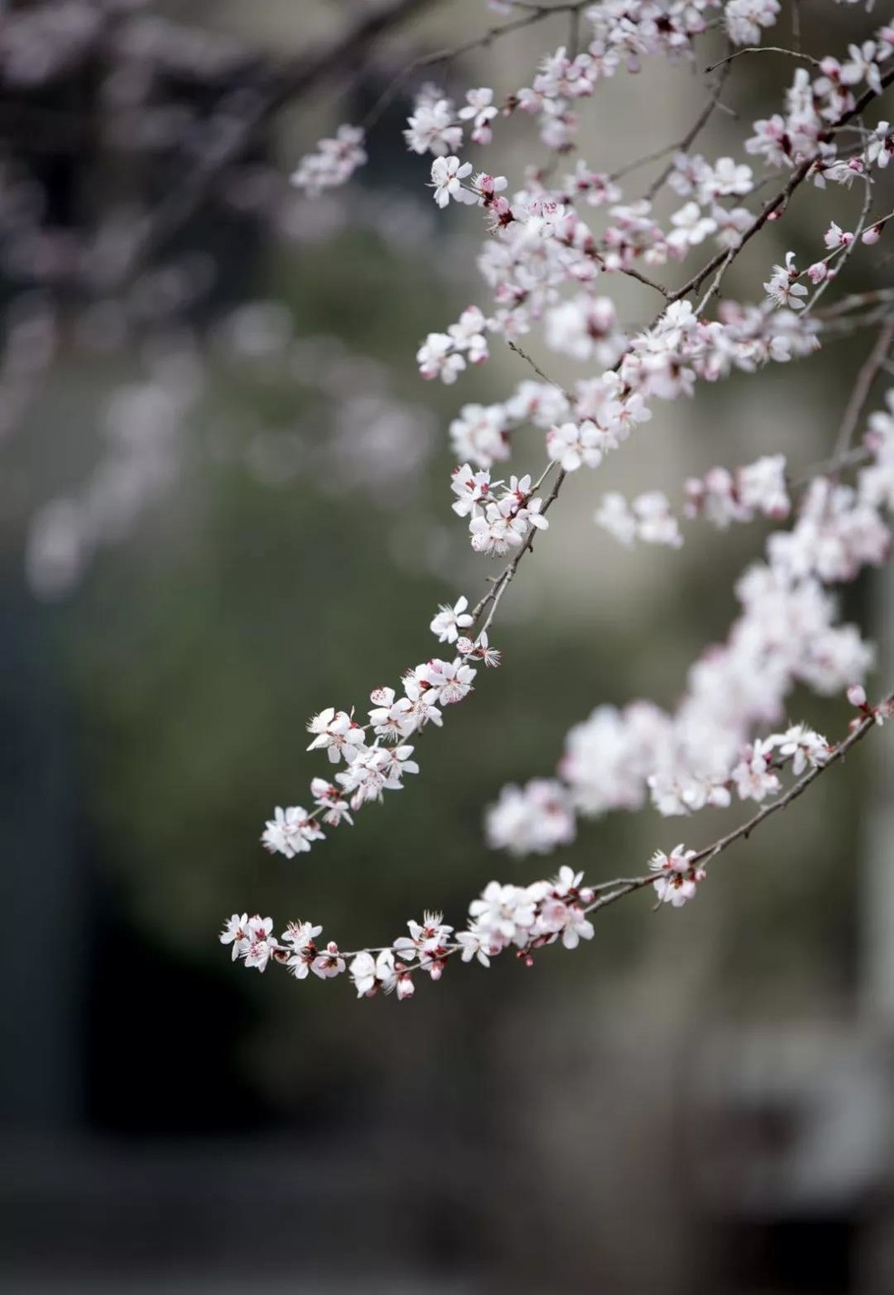 落花成雨,诗了江南