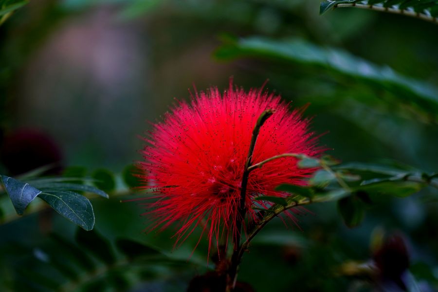 小绒花