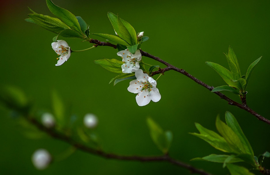 家门口的小白花