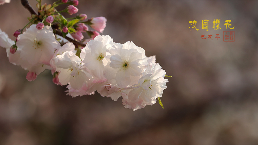 校园樱花