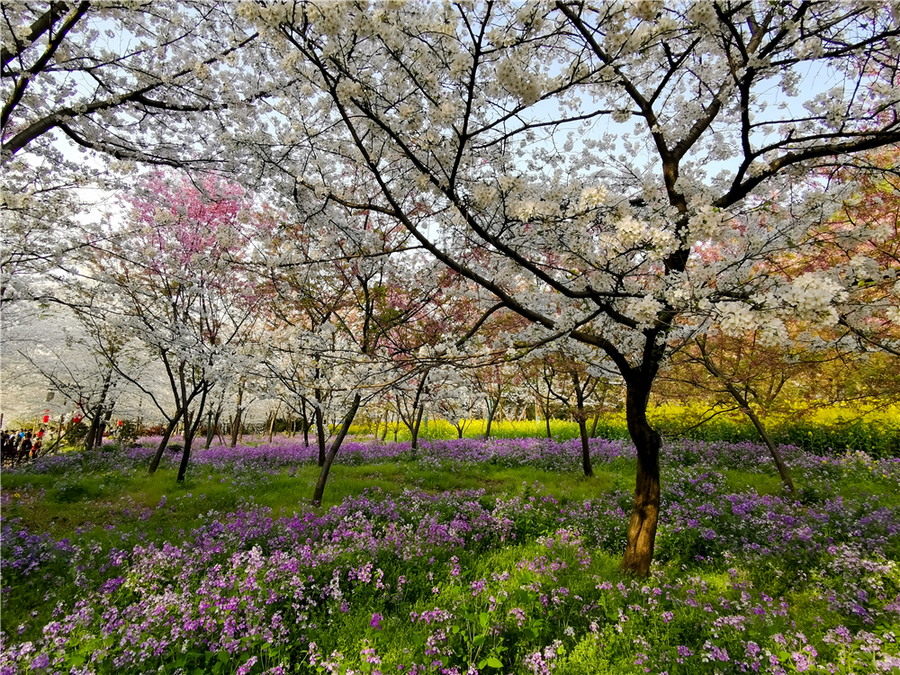 大美,武汉的樱花园