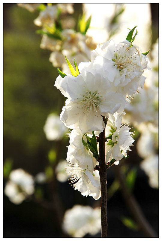 白花山碧桃