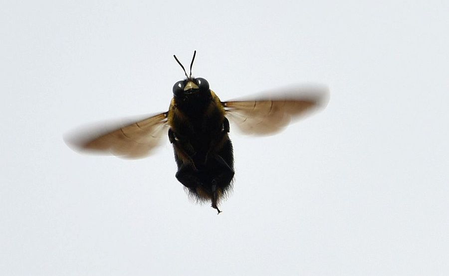 空中舞姿大黑蜂