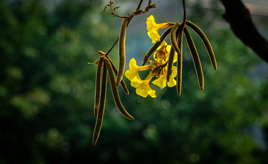 黄花风铃木练习 (共 7 p)