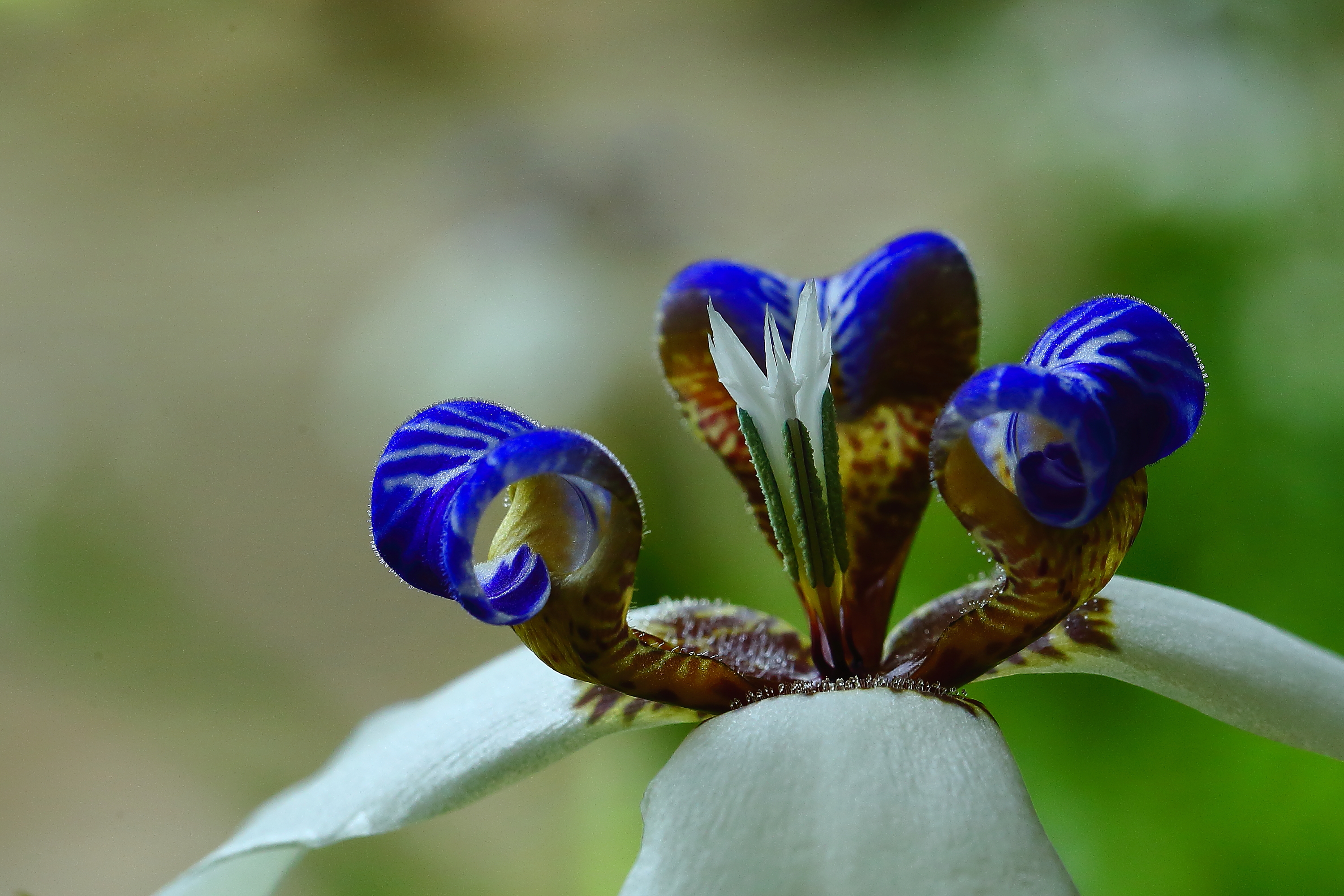 奇特的巴西鸢尾兰 - 的养花日记 - 花卉网