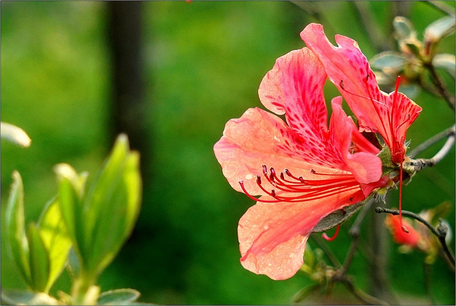 杜鹃花